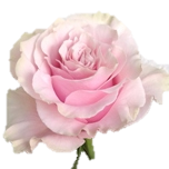 Pink Mondial Roses Equateur Ethiflora